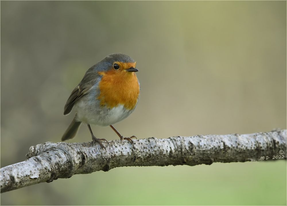 Der kleine Robin ...