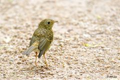 Der kleine Robin möchte ...