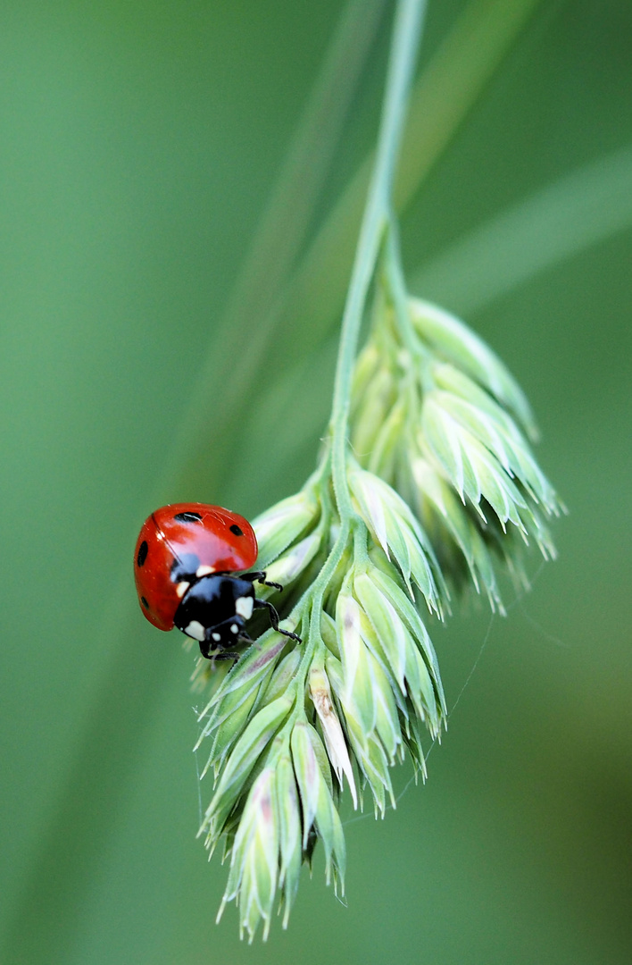 Der kleine Rote 