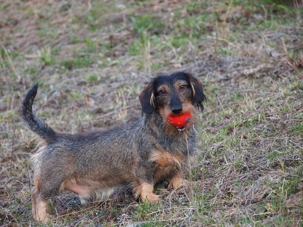 Der kleine rote Ball