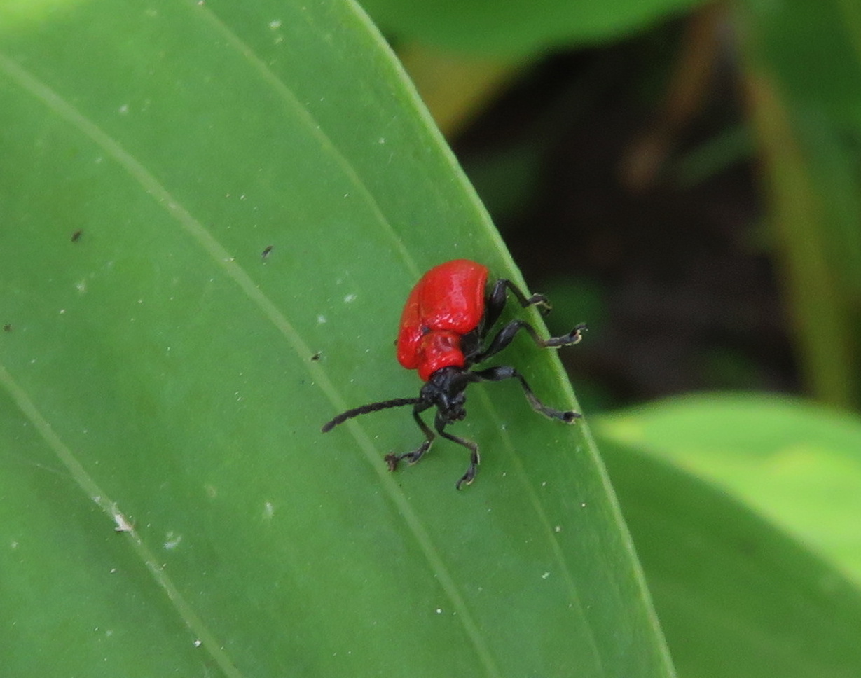 Der kleine Rote