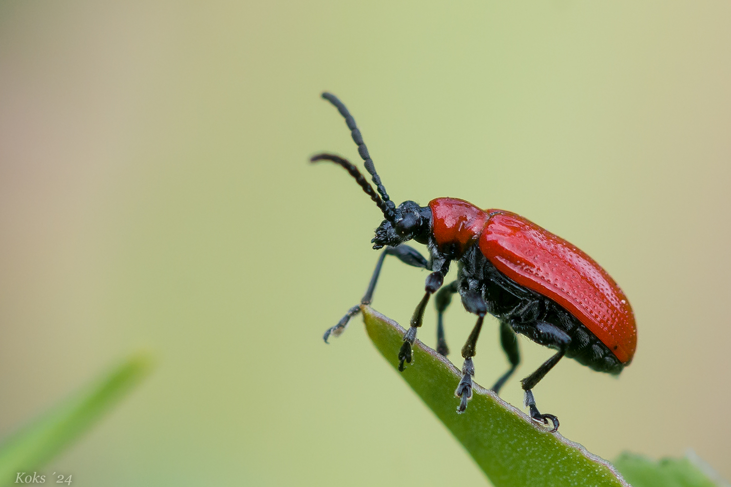 Der kleine Rote