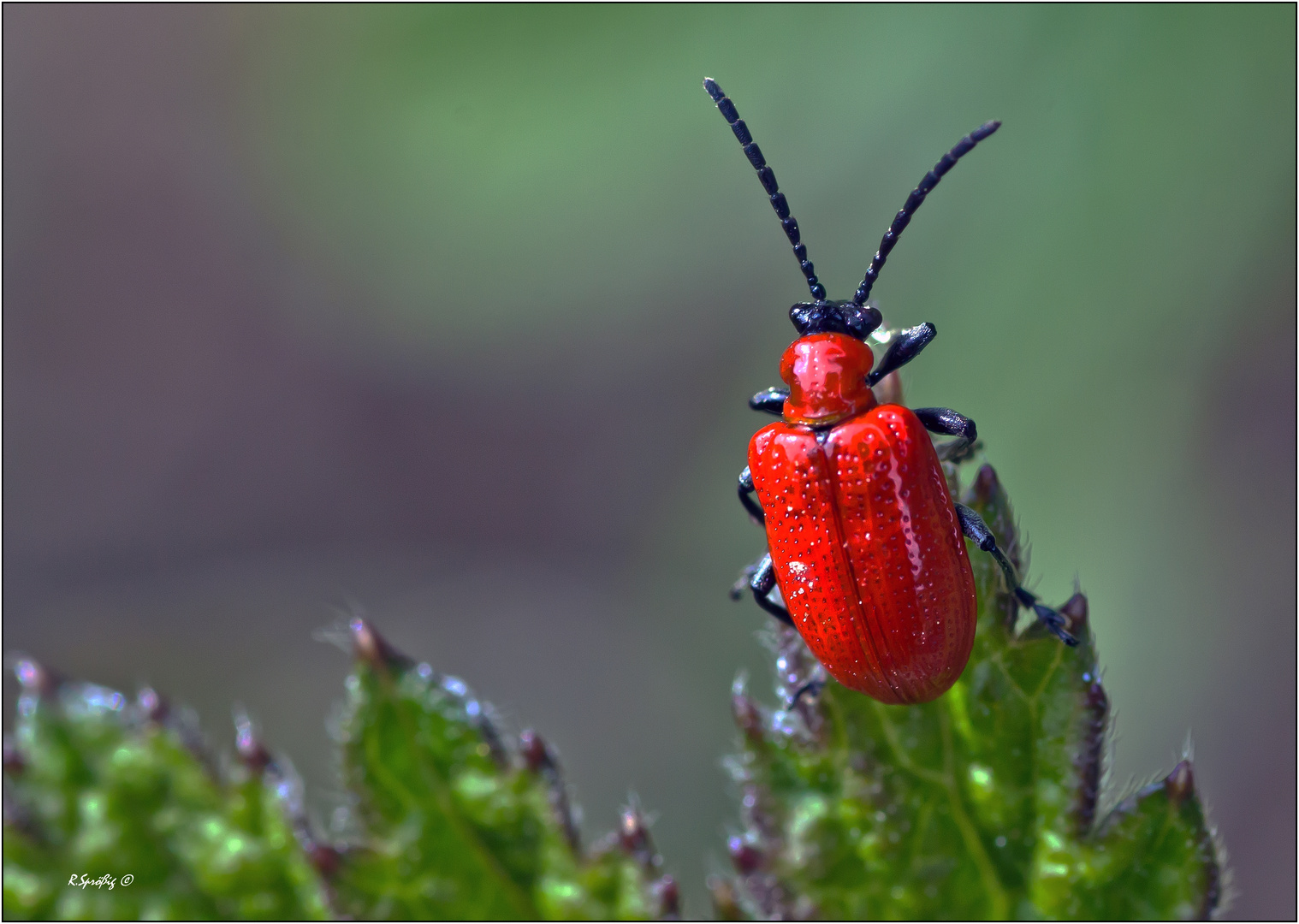  der kleine Rote Foto & Bild tiere, wildlife, insekten Bilder