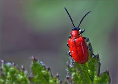 - der kleine Rote ... -