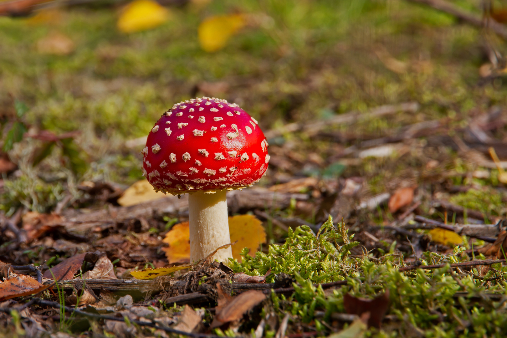 Der kleine rote Hut