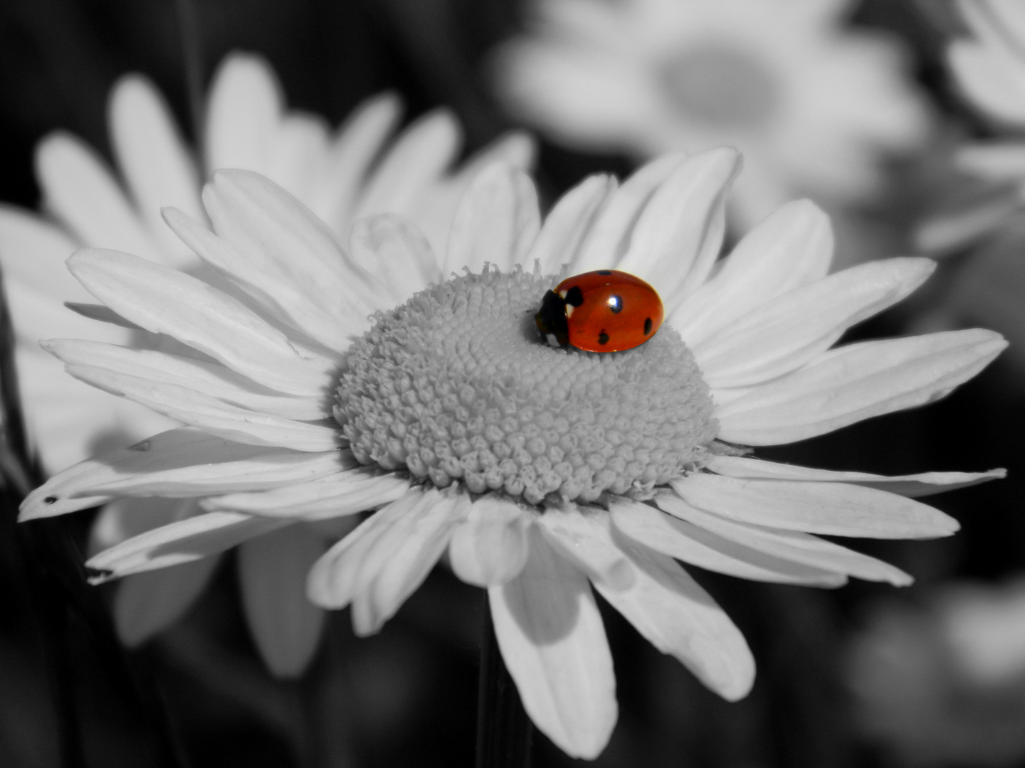 Der kleine rote Käfer