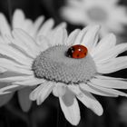 Der kleine rote Käfer