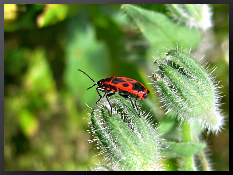 Der kleine rote Käfer Foto & Bild tiere, wildlife, insekten Bilder auf