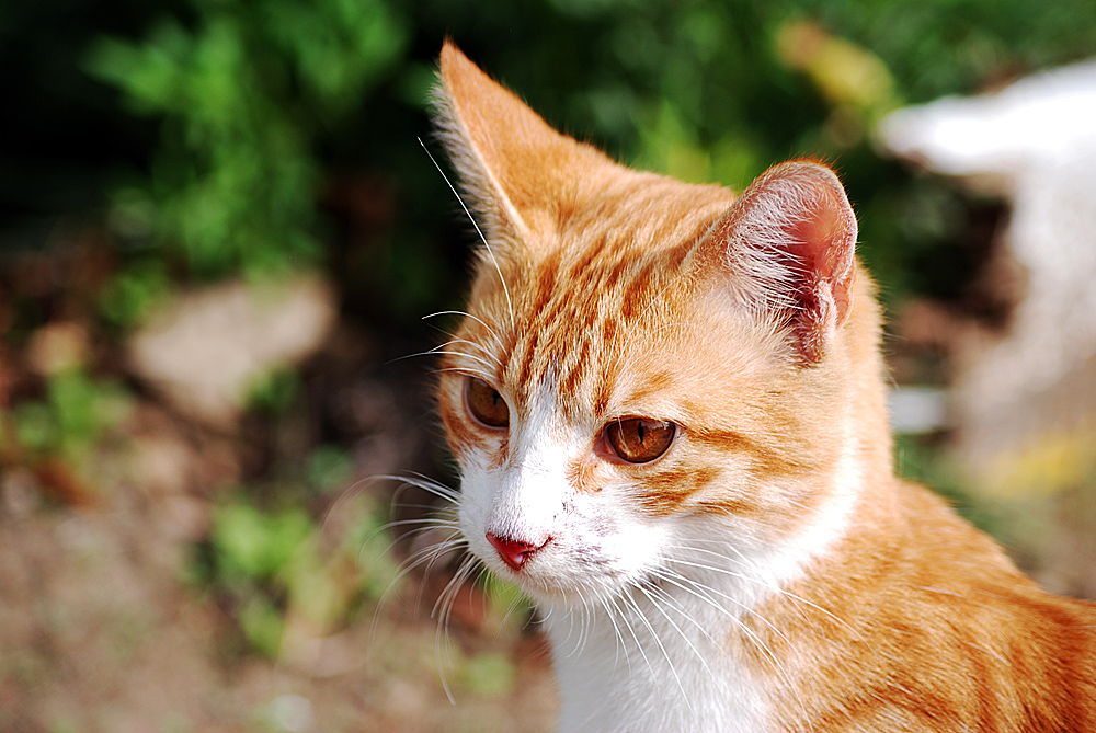 Der kleine rote Kater