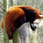 Der Kleine Rote Panda . . .