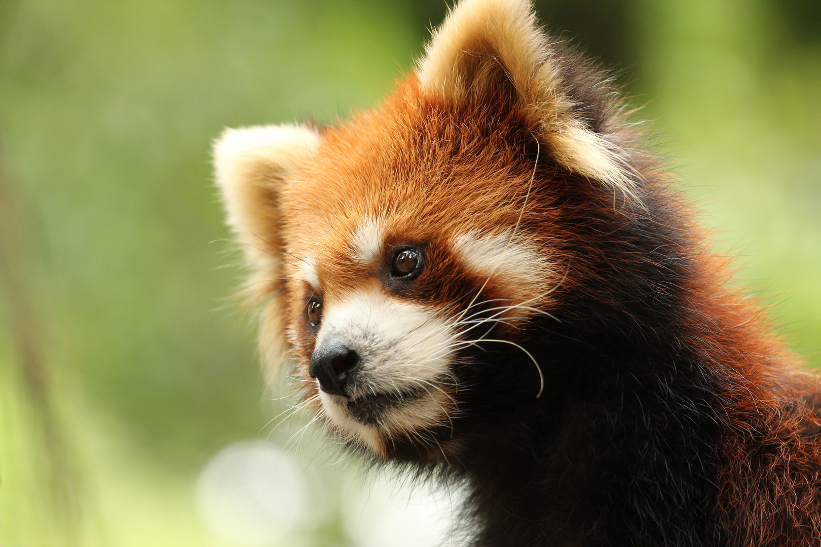 Der kleine rote Panda aus Shenzhen