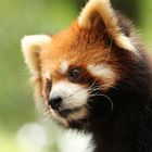 Der kleine rote Panda aus Shenzhen