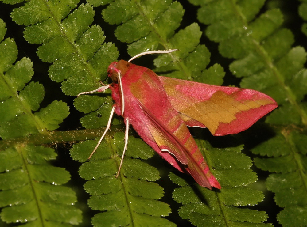 Der kleine rote Pfeil