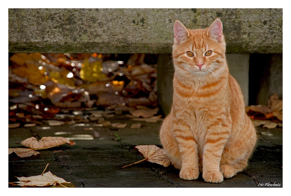 Der kleine rote Tiger...