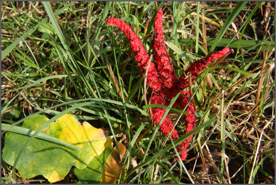 Der kleine rote Tintenfisch ...