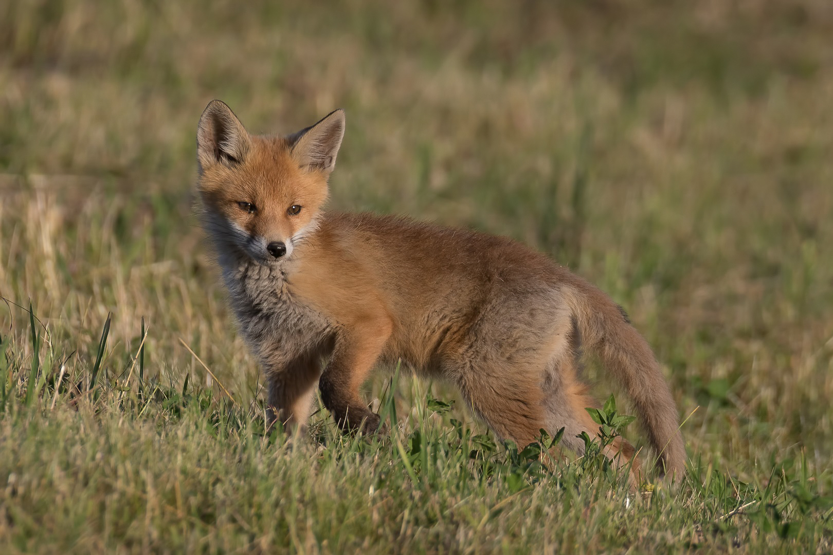 Der kleine Rotfuchs ...