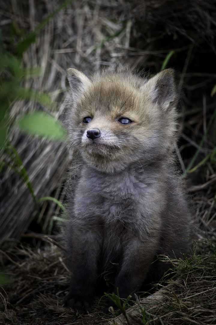 Der kleine Rotfuchs