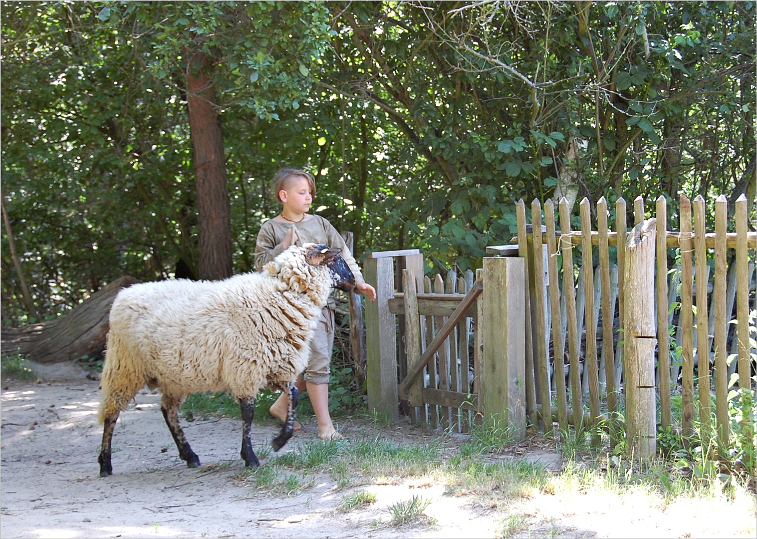 der kleine Schäfer und das große Schaf