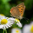 der Kleine scheint die Einjährige Feinstrahl - Berufskrautblüte zu mögen  .....