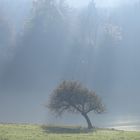 Der kleine schiefe Baum..