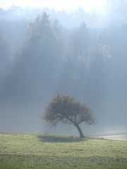 Der kleine schiefe Baum..