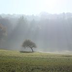 Der kleine schiefe Baum..