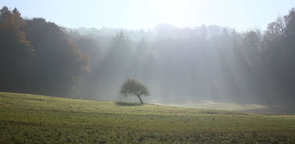 Der kleine schiefe Baum..