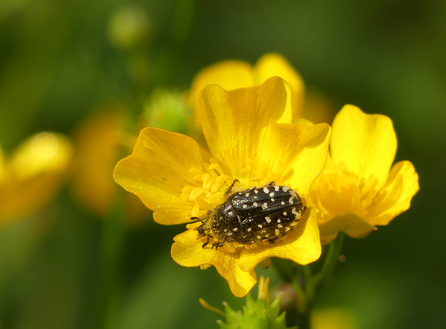 Der Kleine schlägt sich genüsslich den Bauch mit Pollen voll