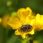 Der Kleine schlägt sich genüsslich den Bauch mit Pollen voll