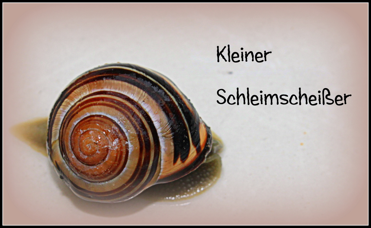 der kleine Schleimscheißer ist