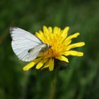 Der kleine Schmetterling...