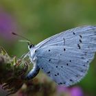 Der kleine Schmetterling im Abendlicht