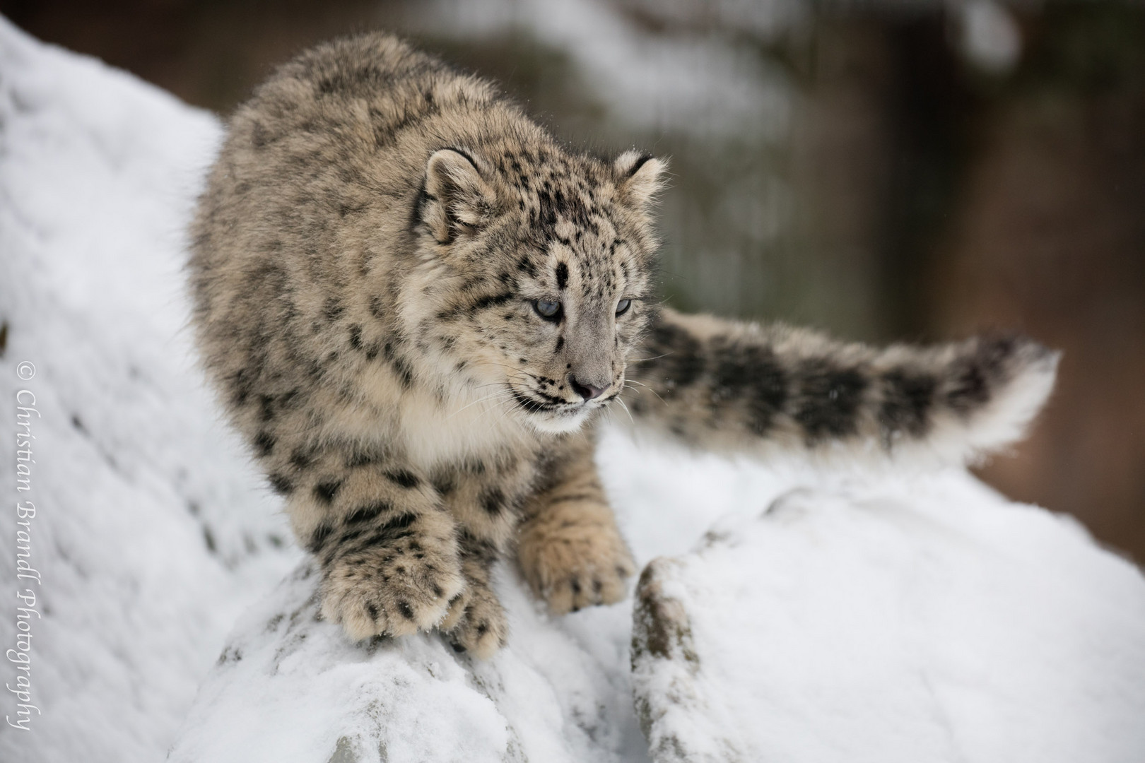 Der Kleine Schneeleopard