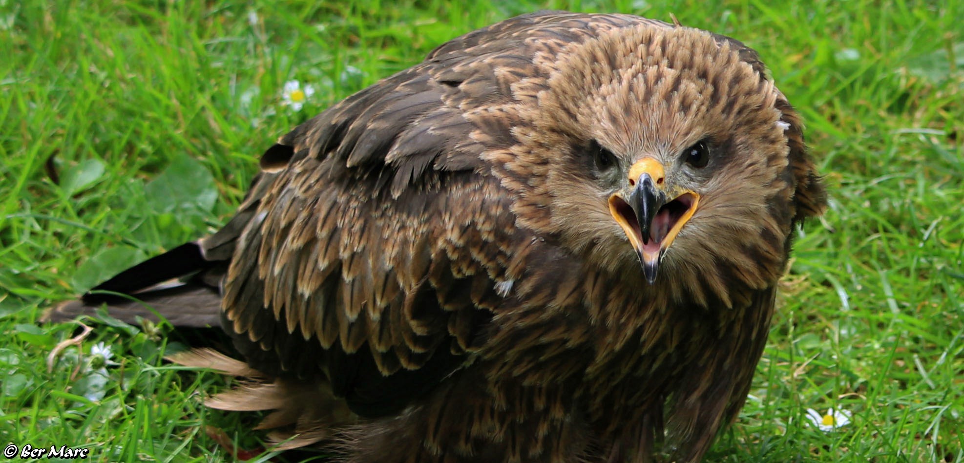 Der kleine Schreihals Kaiseradler