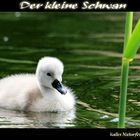 Der kleine Schwan...