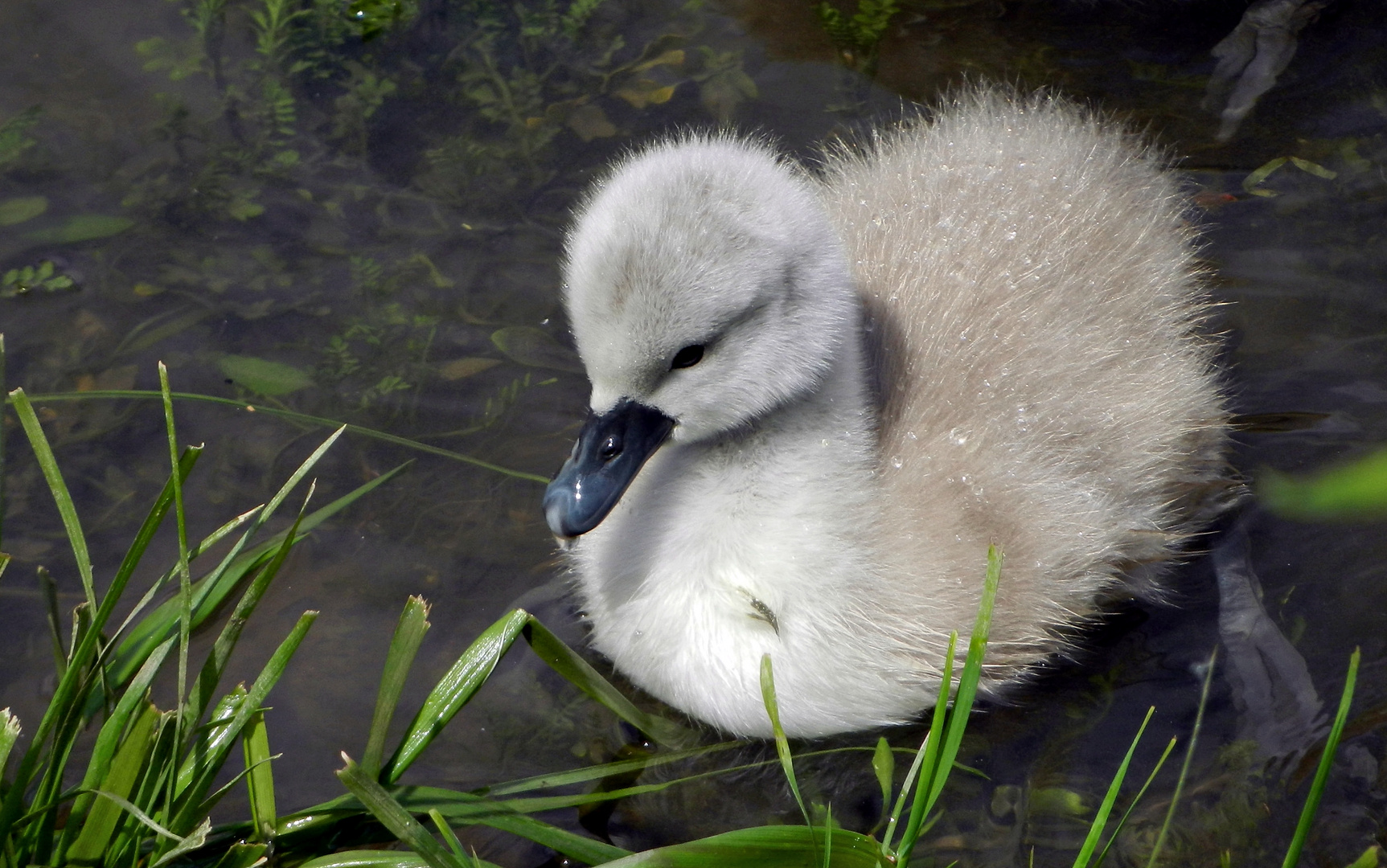 Der kleine Schwan