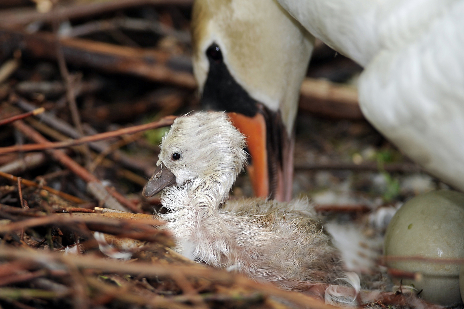 Der kleine Schwan 2011