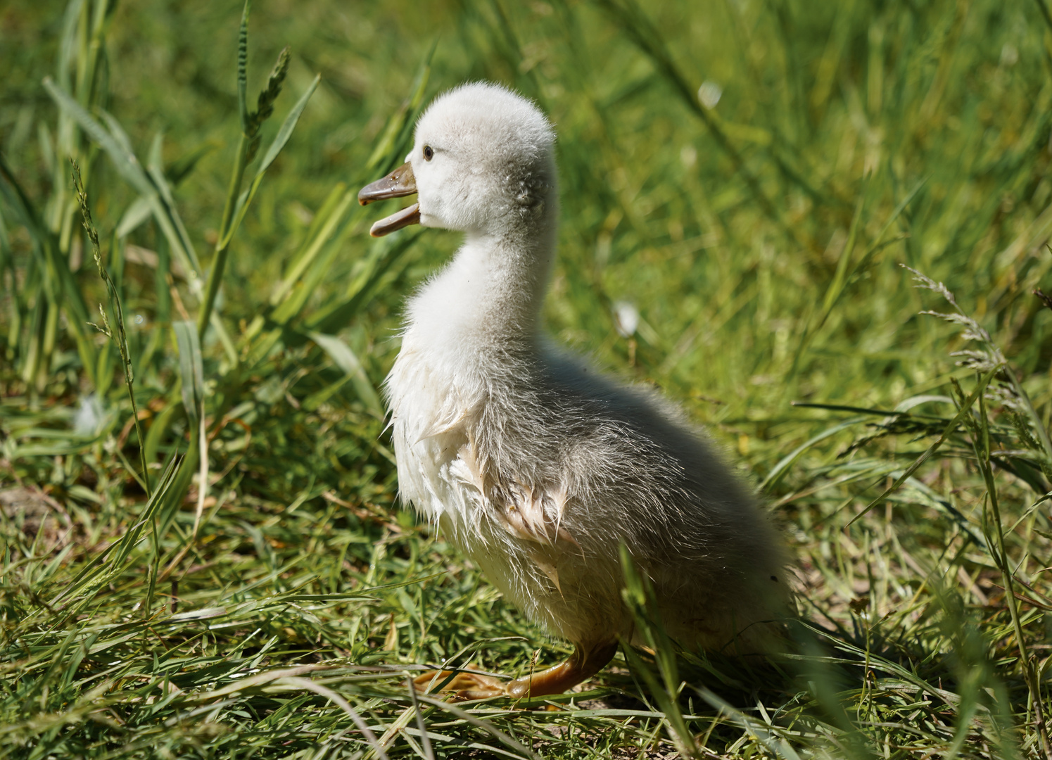 der kleine Schwan