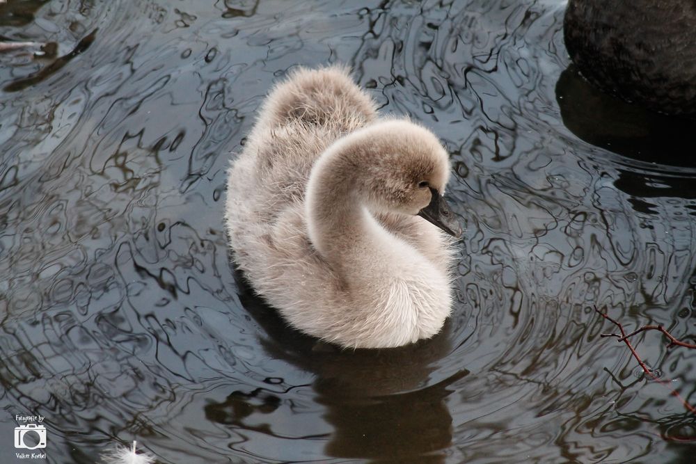 Der kleine Schwan