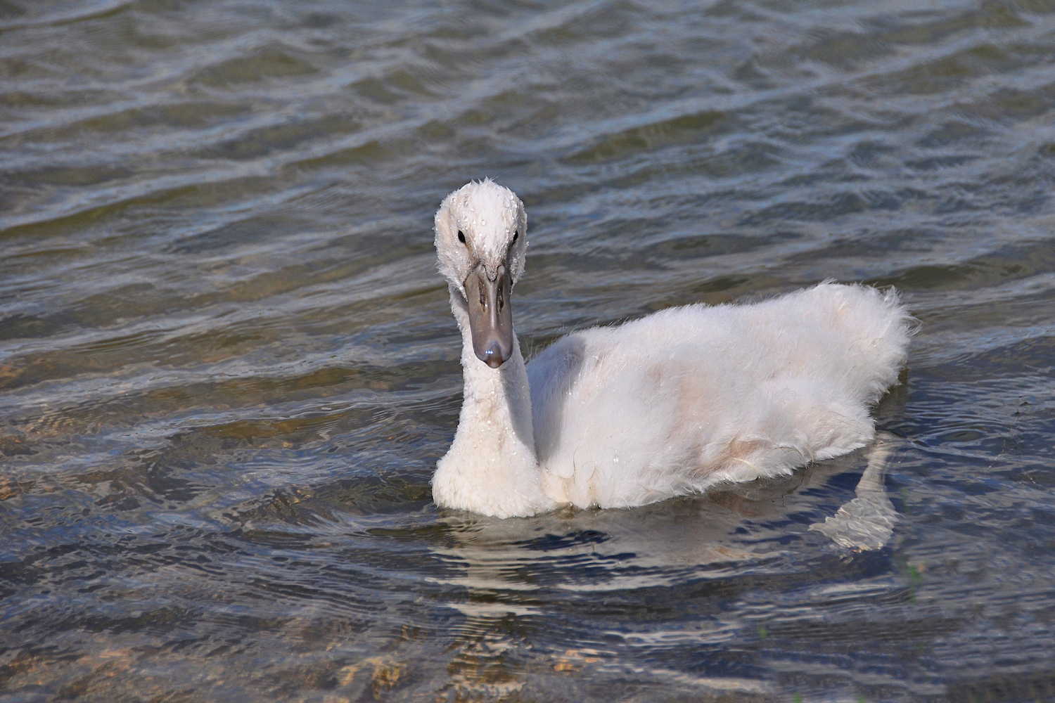 der kleine Schwan