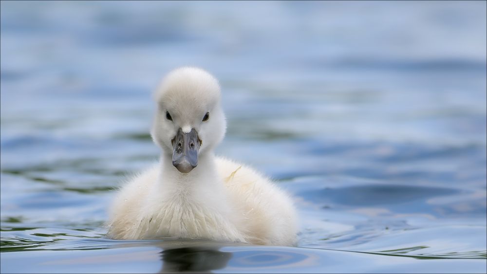 Der kleine Schwan