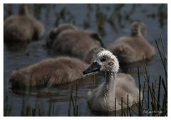 der kleine Schwan