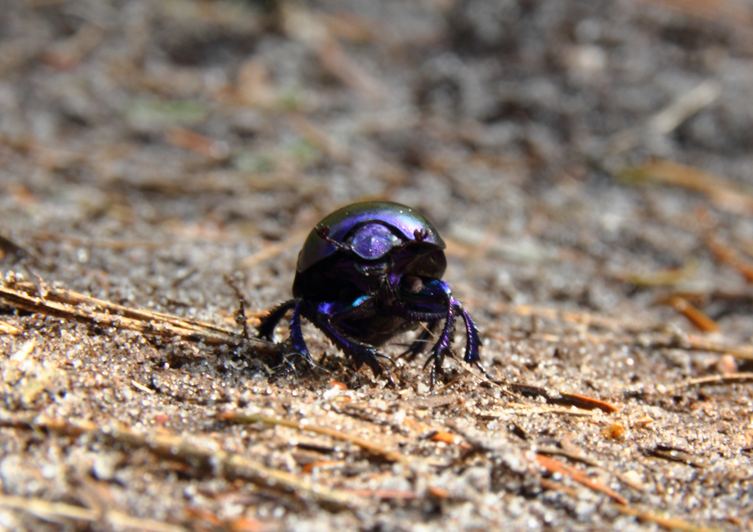 Der kleine schwarz blaue.