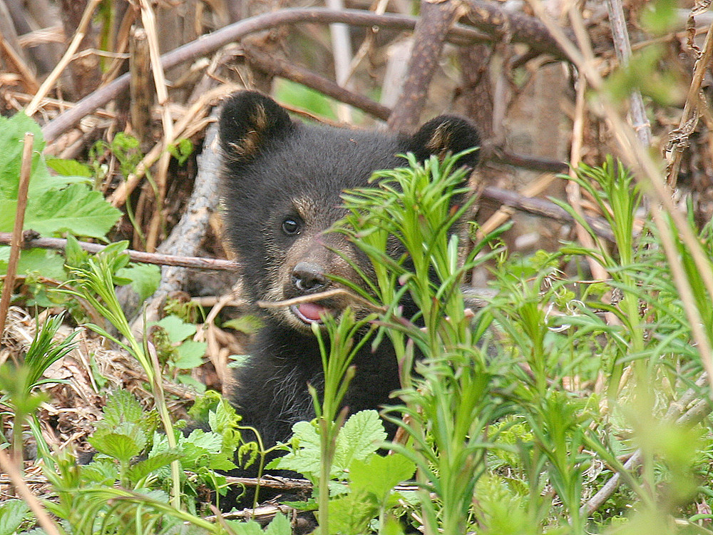 Der kleine Schwarzbär