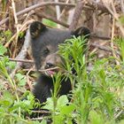 Der kleine Schwarzbär