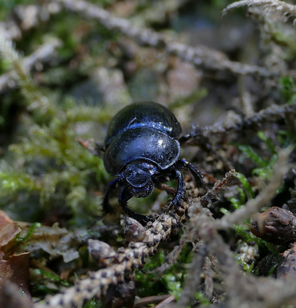 Der kleine Schwarze