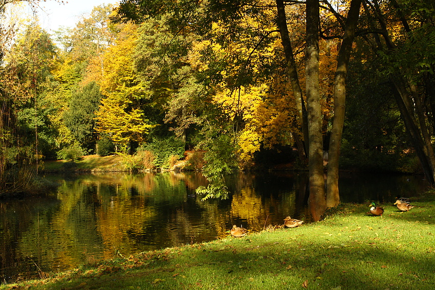 Der kleine See im herbstlichen Stadtpark