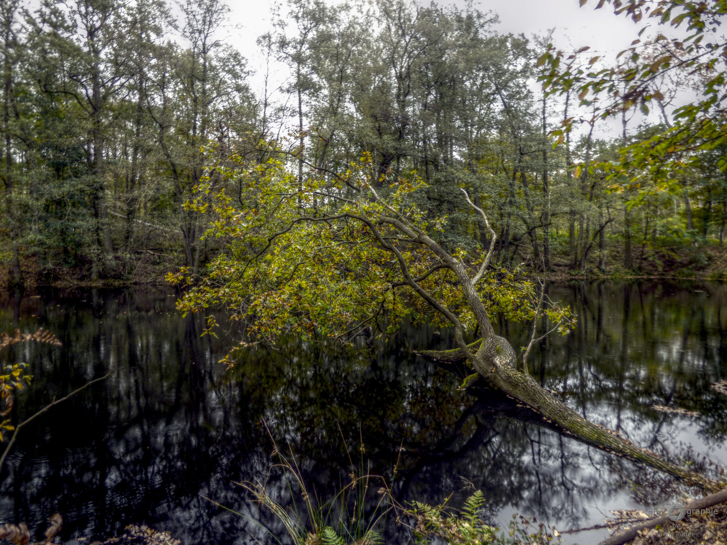 Der kleine See im Wald 