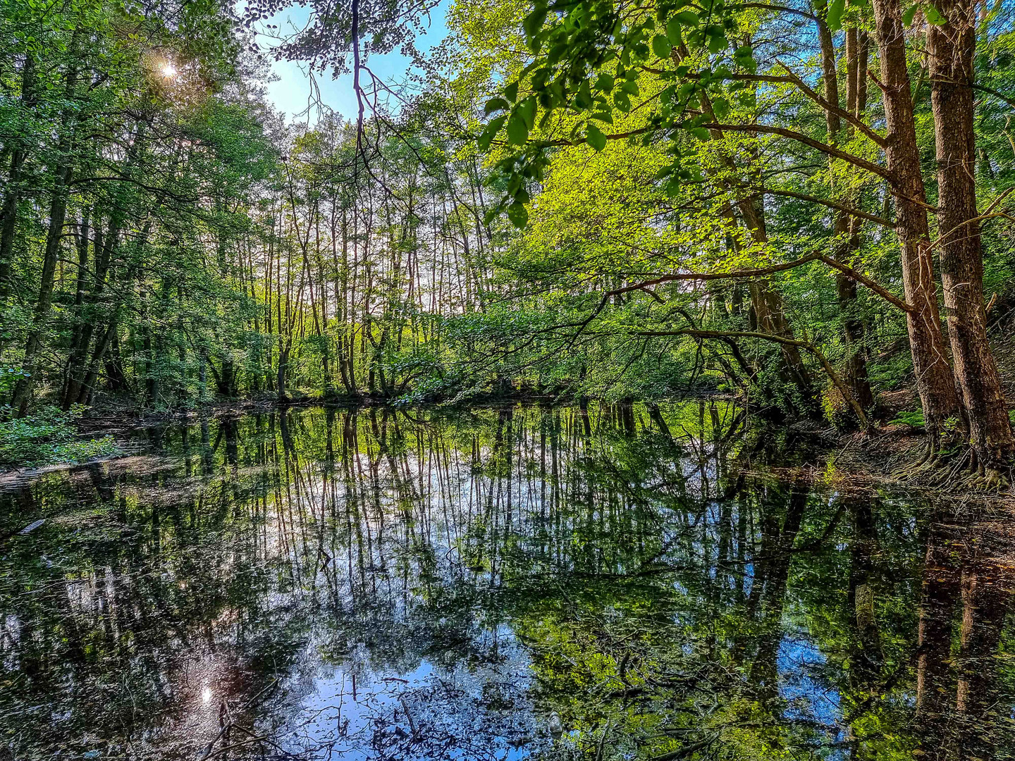 Der kleine See mitten im Wald