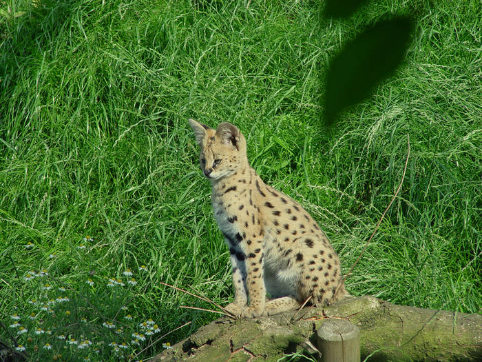 der kleine Serval